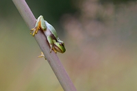boomkikker (Hyla arborea) 8-2020 2314